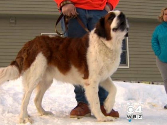 Bo The Golden Retreiver Rescues his Brother Guinness the St. Bernard When He Falls Through The Ice