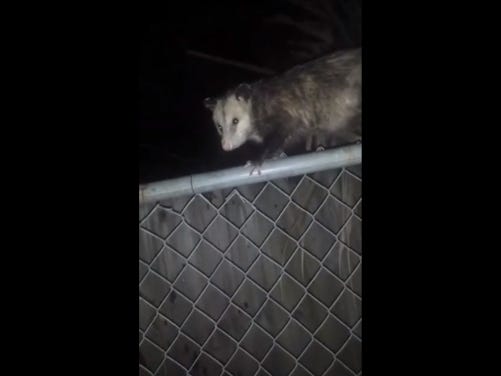 Guy Talks Mad Shit To A Possum That's On His Fence