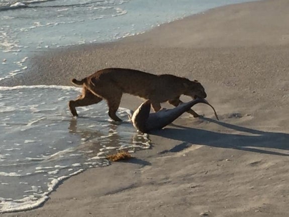 This Photo Of A Bobcat Pulling A Shark Out Of The Ocean Is Probably Fake But It Happened In Florida So It Probably Isn't