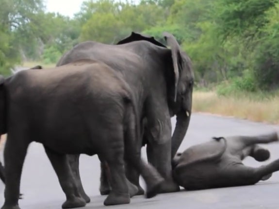 This Herd Of Elephants Helping A Baby Elephant Who Collapsed Is What We All Need To Start The Day
