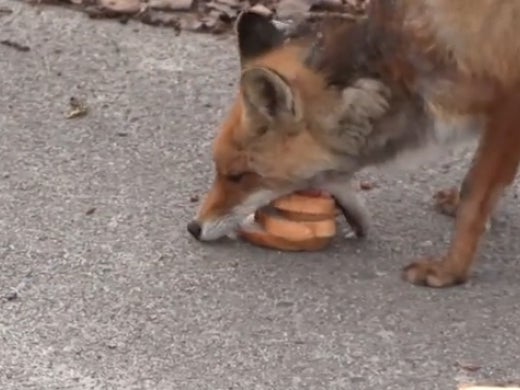 Stray Fox Makes Himself A Five-Decker Sandwich Using Only His Mouth