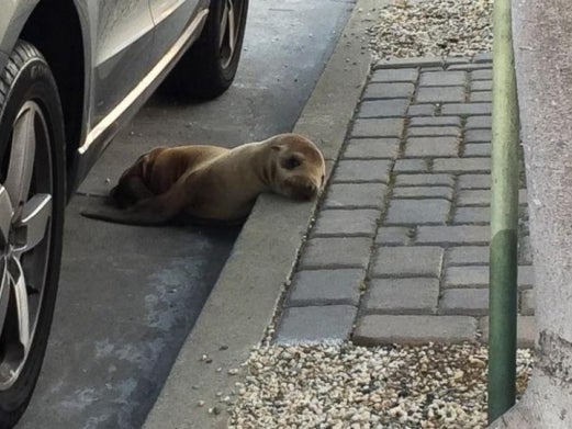 Shoutout To This Sea Lion Pup Who Decided To Just Take A Stroll Along The Streets Of San Francisco