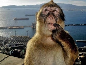Tourist Gets Sexually Assaulted By Monkeys, Locals Laugh In Her Face When She Wants To Press Charges On The Primates