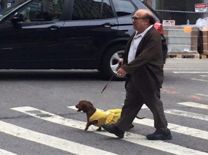 Here's A Great Joke I Just Heard: OK So Danny DeVito Is Walking Around Town With A Weiner Dog, And It's Wearing A Dress Right, And...