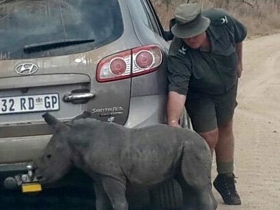 Orphan Rhino Baby Tries To Adopt Grey SUV As His Mother