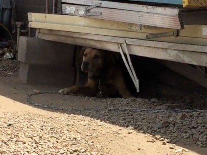 Dog That Was Chained Up For 10 Straight Years Getting Rescued Is Your Feel Good Video Of The Day