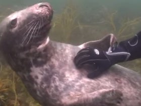 I Defy Anyone To Feel More At Bliss Than This Seal Getting A Belly Rub Underwater