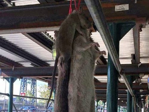 Somebody Killed Some ENORMOUS Sewer Rats And Hung Them From Scaffolding On The Lower East Side