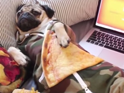 I Can Get Down With Doug The Pug's Version Of Netflix And Chill