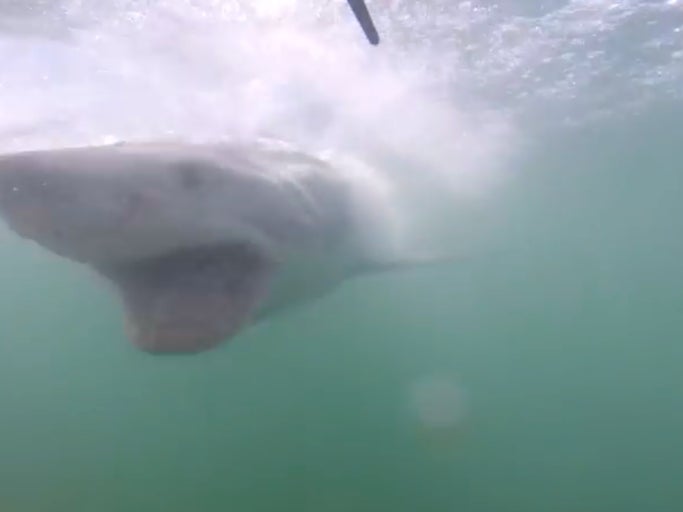 Shark Tries To Bite Off The Face Of A Couple On Their Honeymoon