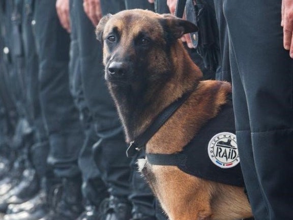 RIP Diesel The Police Dog Killed In The Crazy France Terror Raids Early This Morning