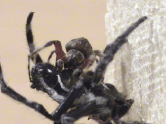 Study Shows That Some Female Spiders Force Male Spiders To Perform Oral Sex