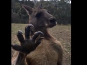 Another Day, Another Kangaroo Looking To Rip Your Children's Faces Off