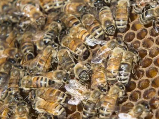 A Bee Black Market Is Booming Because Bees Are Dying At An Alarming Rate
