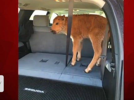 I Have No Problem With Yellowstone Tourists Who Put This Cute Baby Bison In Their Car Because It Looked Cold