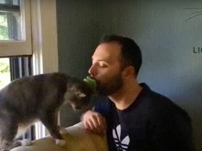 This New Brush That Let's Cat Owners Lick Their Cat Tells You Everything You Need To Know About Cat Owners