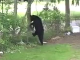 Black Bear Spotted Laying Claim To University Of Delaware's Campus
