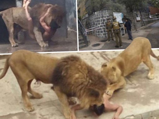 It Is Such Bullshit That Two Lions Were Killed For Attacking A Guy That Jumped Into Their Zoo Exhibit To Apparently Commit Suicide