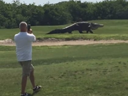 Get A Load Of This Freaking Dinosaur Caught Strutting His Stuff On A Florida Golf Course