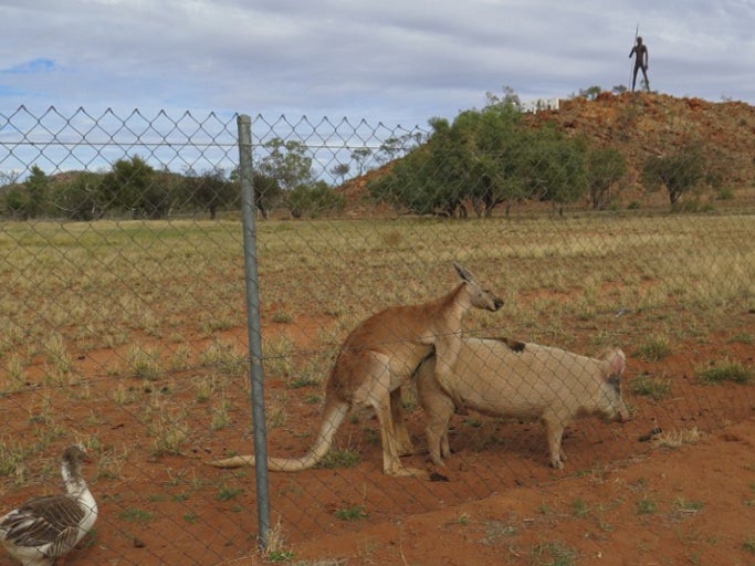 A Kangaroo And A Pig Became Friends A Year Ago At A Research Facility And Now They're Fucking