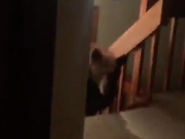 Big Scary Bear Breaks Into A House And Tries To Attack The People Inside