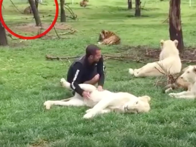 Tiger Saves A Zookeeper At The Last Second From Becoming A Leopard's Dinner