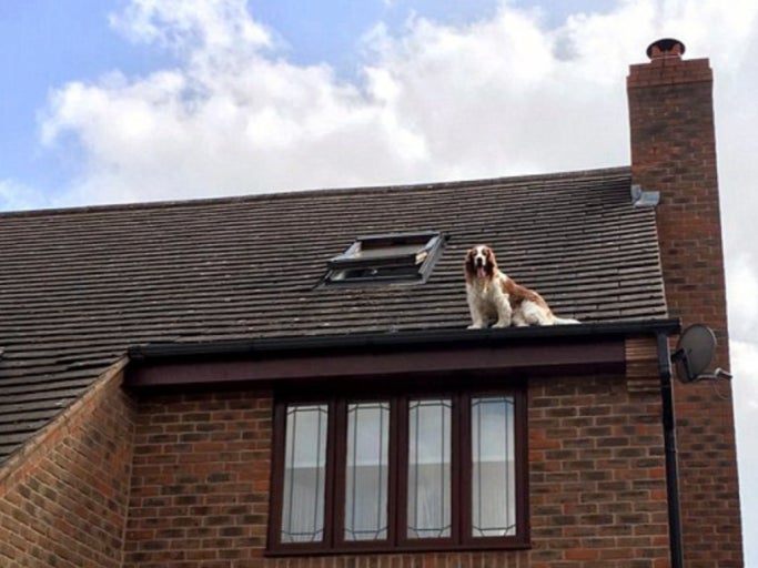 A Family Went On Vacation And Whoops Their Dog Got Stuck On The Roof