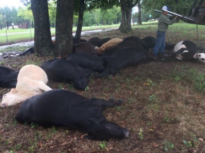 Lightning Continues Its Reign Of Terror By Killing 19 Cows In Texas