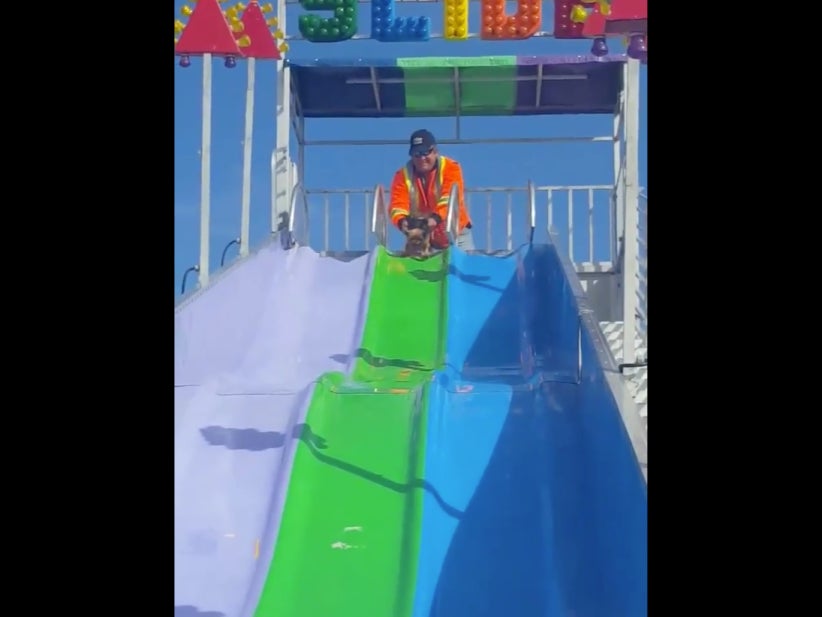 You've Never Loved Anything As Much As This Dog Loves Slides