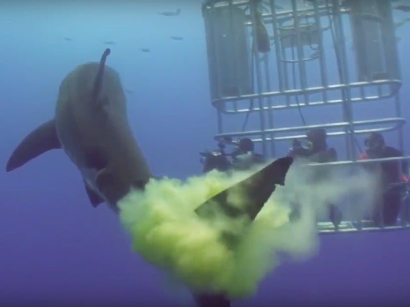 Great White Shark Does The Most Disrespectful Thing Ever And Poops All Over A Bunch Of Divers