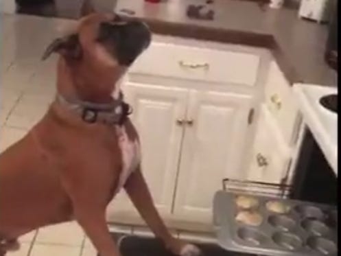 This Dog Dropped The Most Impressive #MannequinChallenge I Have Seen