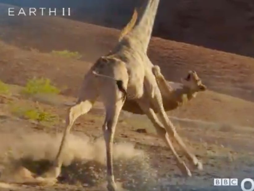 This Giraffe Kicking The Shit Out Of A Lion Is Extremely Satisfying