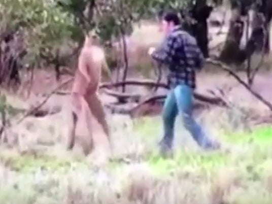 Kangaroo Is Strangling A Man's Dog So He Squares Up With It And Kicks Its Ass