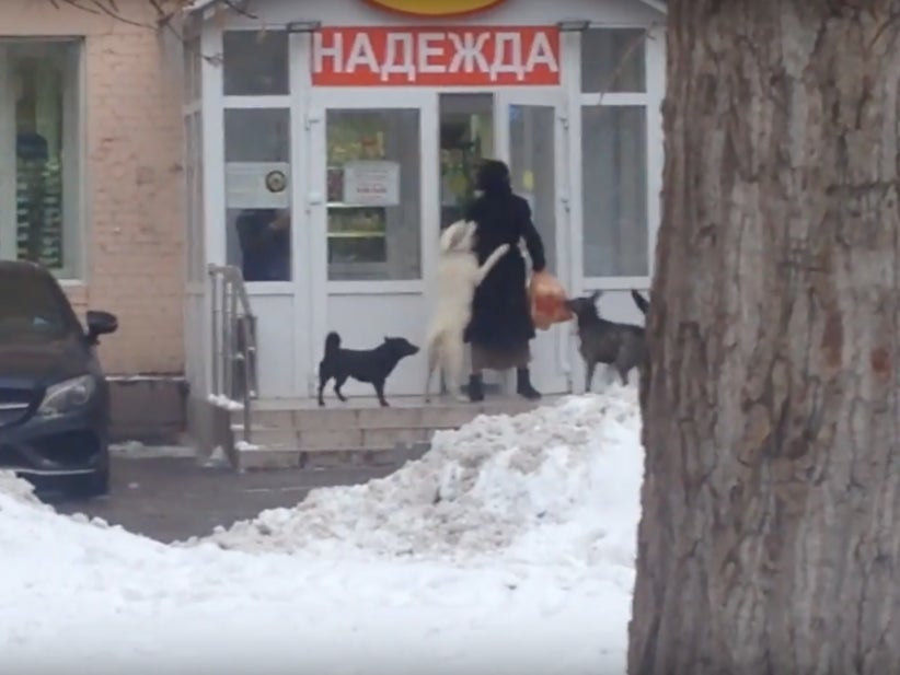 This Lady Who Got Mugged For Her Groceries By A Pack Of Dogs Probably Had It Coming