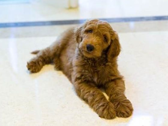 Is Patton The Golden Doodle Going To Be Trump's "First Dog?"