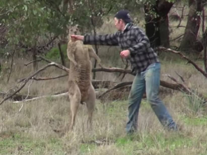 The Dude Who Saved His Dog By Punching A Kangaroo In The Face Is Holed Up In His House Because Animal Rights Activists Are Threatening His Life