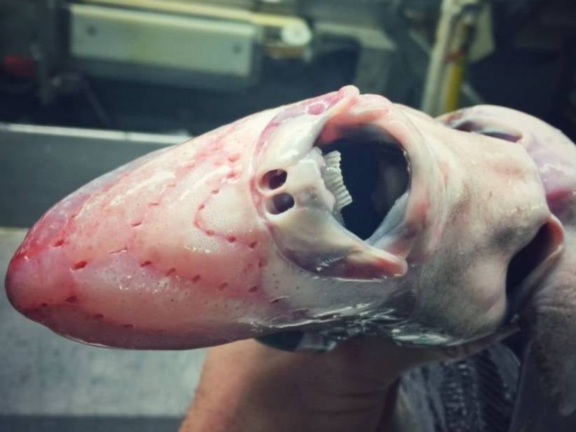 Deep Sea Fisherman Posts Pictures Of The Things He's Found And They Are The Scariest Things Ever