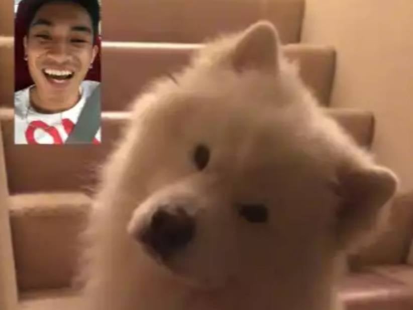 This Dog Reacting To His Family Facetiming Him While On Vacation Is Way Better To See Than 'A Dog's Purpose'