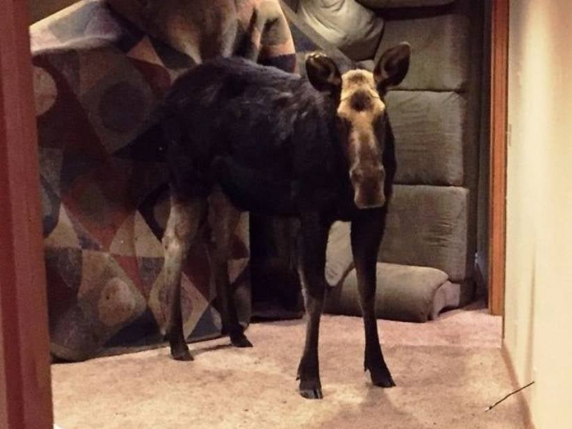 This Moose Broke Into A House In Idaho And Pooped All Over The Basement
