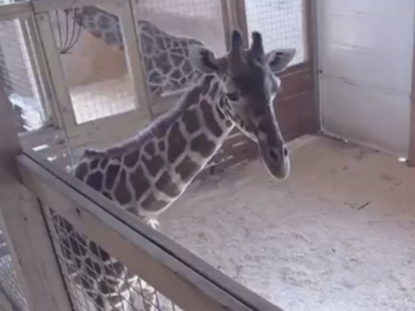 A Livestream Of A Giraffe About To Give Birth Is Back Up After Protesters Forced YouTube To Remove It Because Of "Sexually Explicit Content"