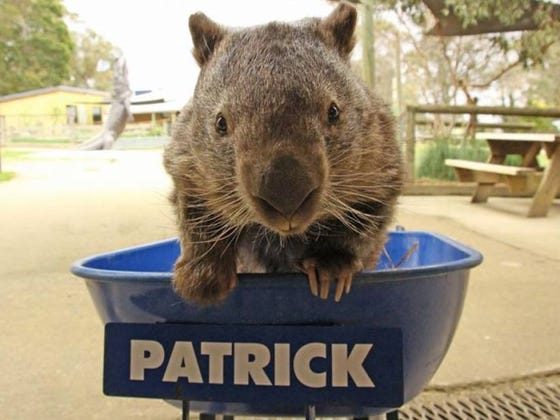 Trigger Warning: Patrick The Fat, Virgin Wombat Is Dead At The Age Of 32
