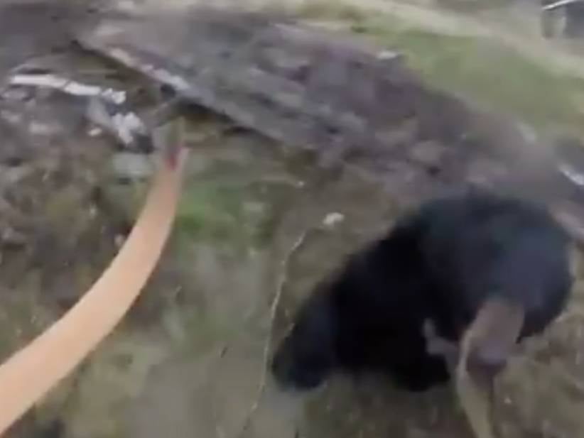 First Person Footage Of Bear Attack Is Pretty Much The Scariest Thing Possible