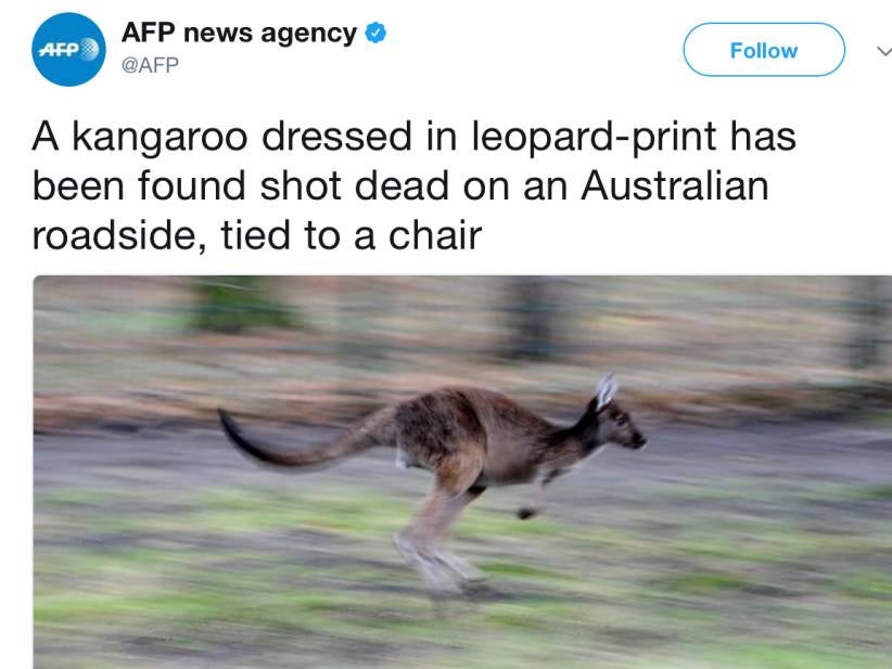 Here's The Most Incredible Headline You'll Ever Read About A Murdered, Cross Dressing Kangaroo