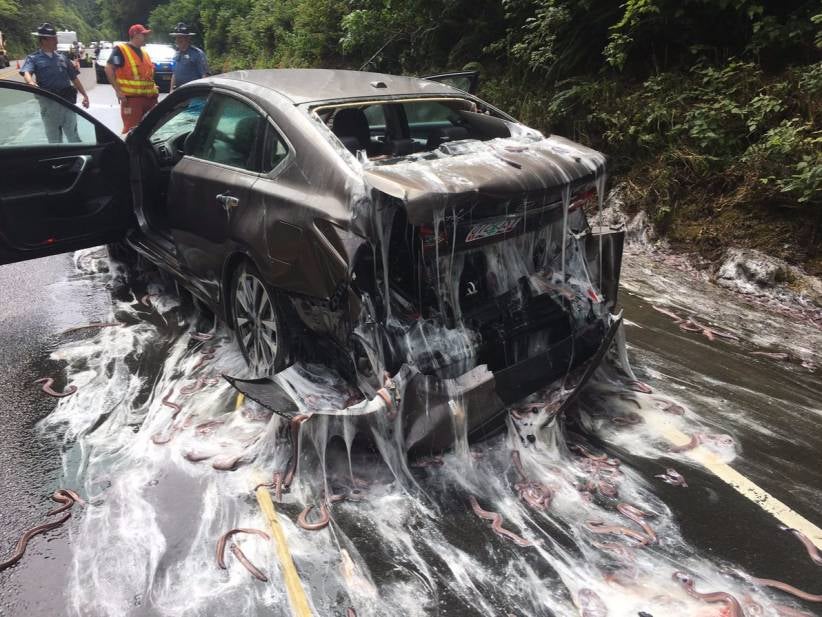 A Truck Full Of Eels Overturned On The Highway And Slimed The Shit Out Of Everybody