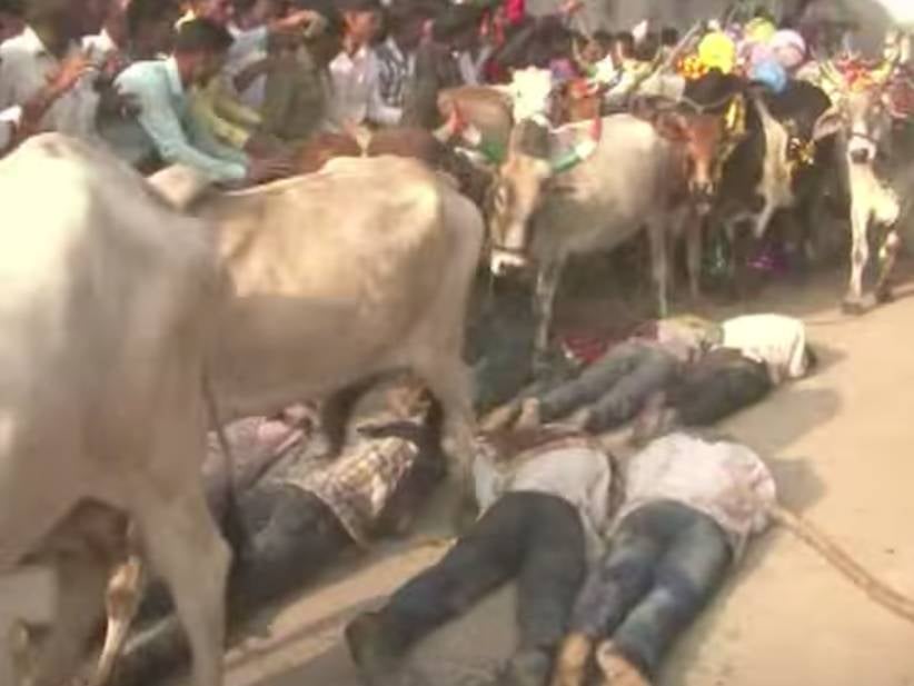 A Bunch Of Guys Get Trampled By Cows For Good Luck In India