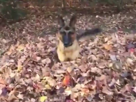 I've Spent My Morning Watching This Dog Have The Time Of His Life In A Pile Of Leaves