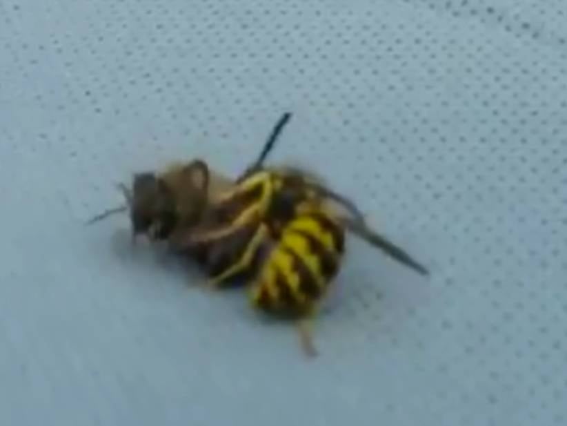 Wasp Vs. Bee In A Fight To The Death - Who Ya Got?