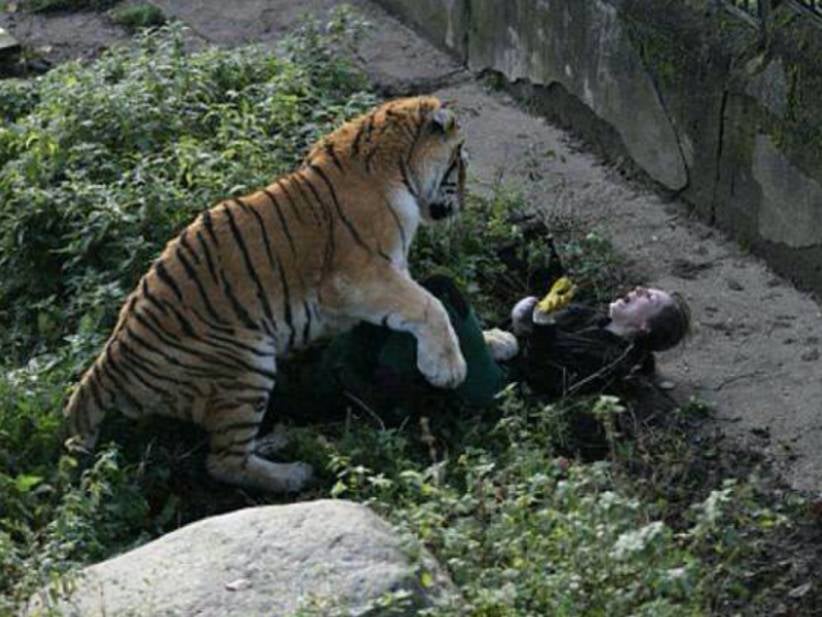 Russian Tiger Mauls Zookeeper But Is NOT Ready For Primetime