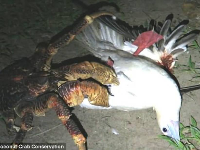 Coconut Crab Murders Bird In Cold Blood