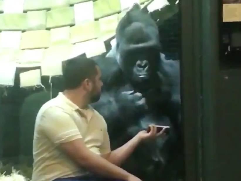 How Weird Is This Dude At The Zoo Showing A Gorilla Pictures Of Female Gorillas?